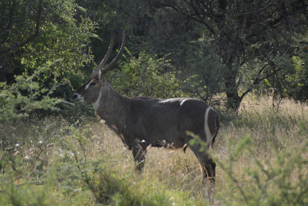 Gabus Game Ranch Villa Otavi Exterior photo