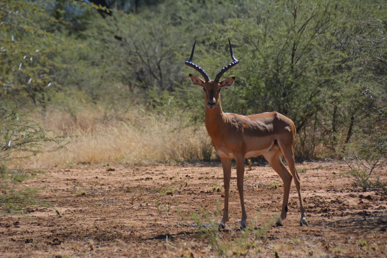 Gabus Game Ranch Villa Otavi Exterior photo