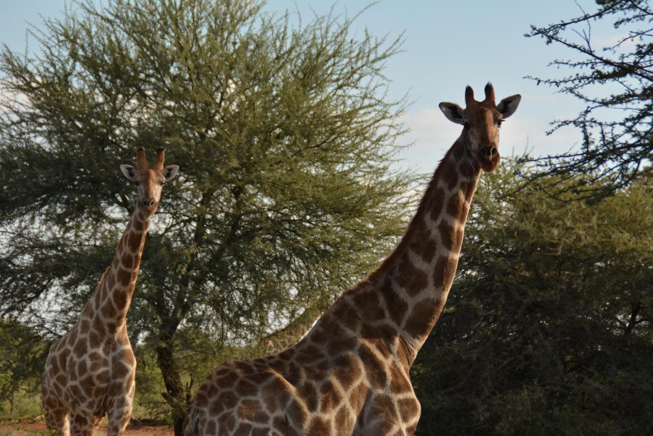 Gabus Game Ranch Villa Otavi Exterior photo